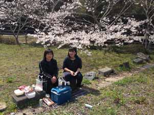 Picknick onder de sakura