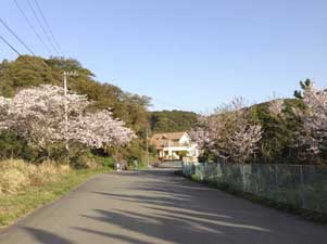 Langs de sakura naar weg 55